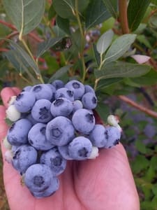 Heidelbeeren & Erdbeeren selber pflücken