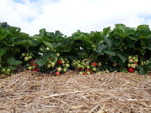 Erdbeeren selber pflücken Pfingsten