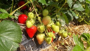 Erdbeeren pflücken Ratingen