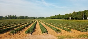 Erdbeeren selber pflücken NRW
