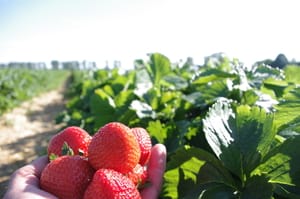 Erdbeeren selber pflücken Krefeld