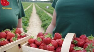Erdbeeren pflücken Fronleichnam
